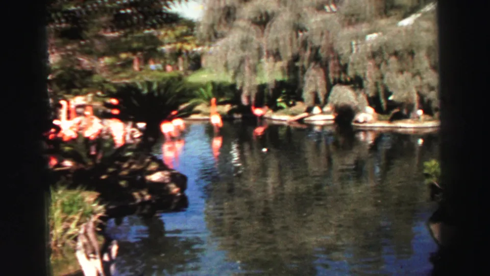 1969 Lake Tahoe home-movie frame showing flamingos near reflective pond water, with trees and heavy vegetation around the shore.