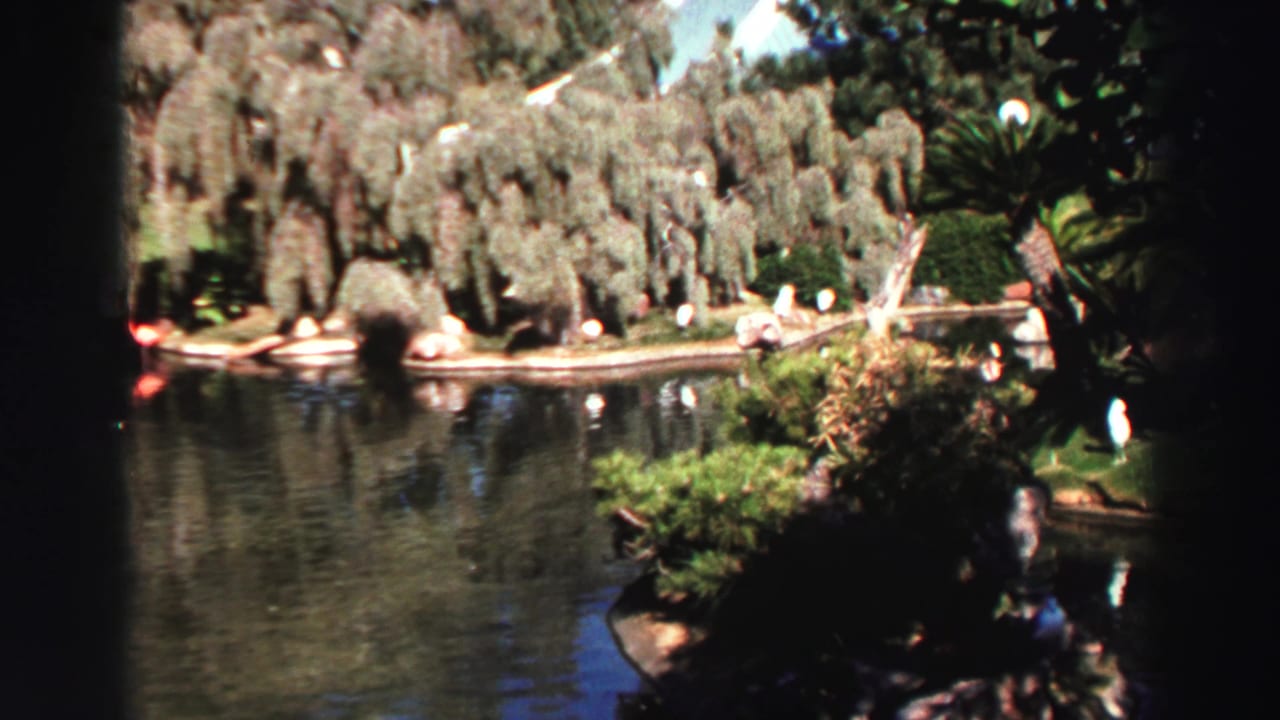 1969 Lake Tahoe home-movie frame showing calm water, white birds on a small island, and dense lakeside trees.