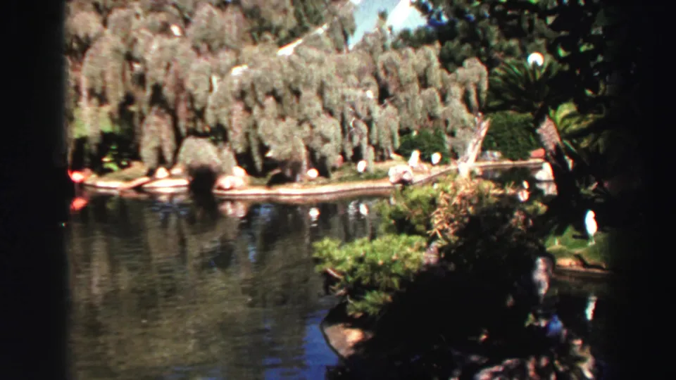1969 Lake Tahoe home-movie frame showing calm water, white birds on a small island, and dense lakeside trees.
