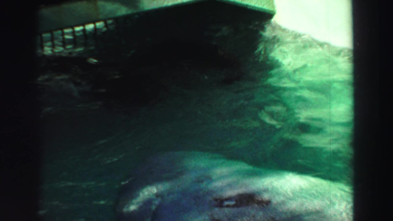 1969 Lake Tahoe 8mm frame showing a sea lion moving through green-tinted enclosure water below a metal railing.
