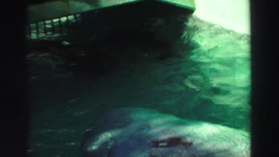 1969 Lake Tahoe 8mm frame showing a sea lion moving through green-tinted enclosure water below a metal railing.
