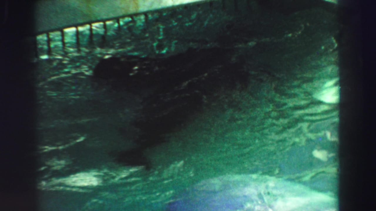 A sea lion swims through greenish water near the enclosure wall in this 1969 Lake Tahoe home-movie frame.
