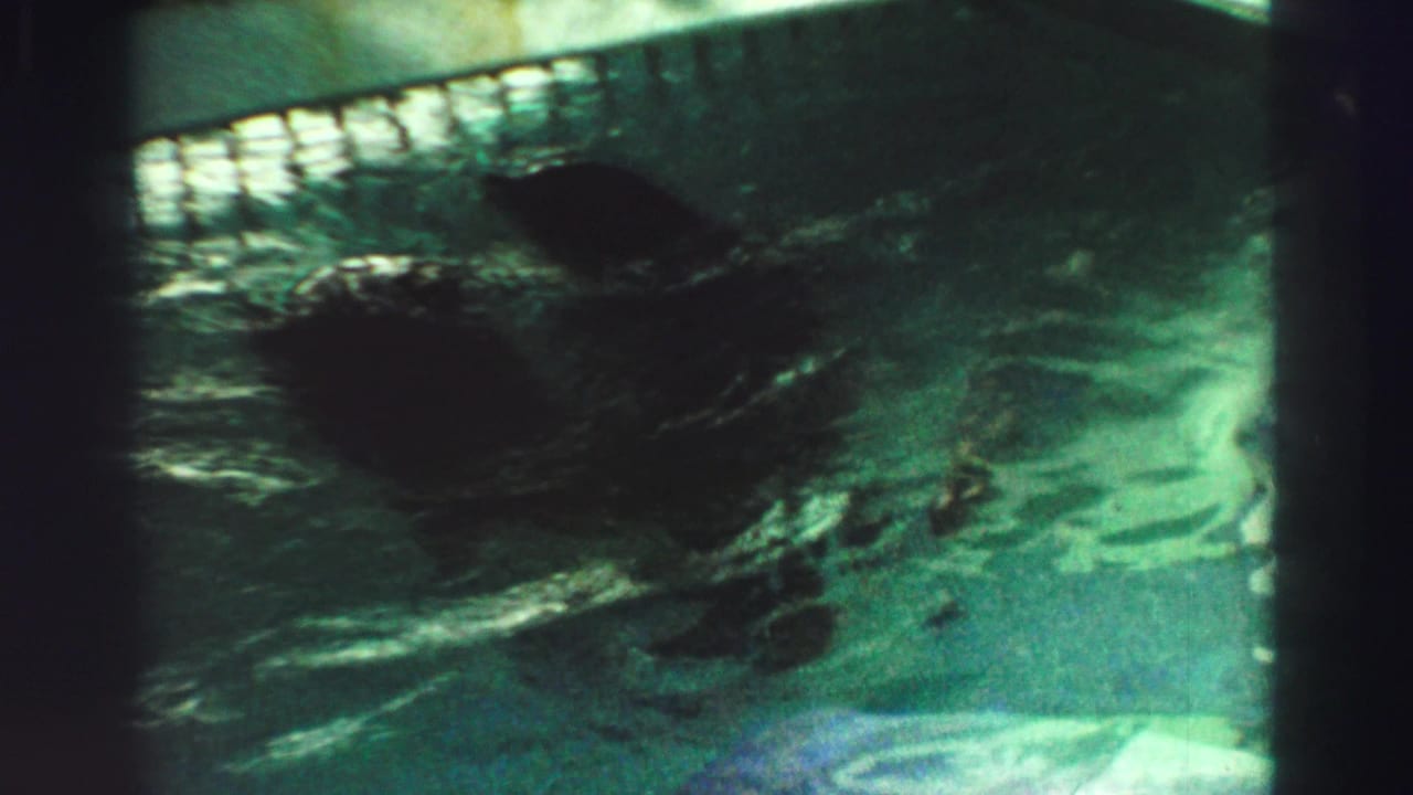 1969 Lake Tahoe 8mm frame with a sea lion partly submerged in green water beneath the viewing rail.