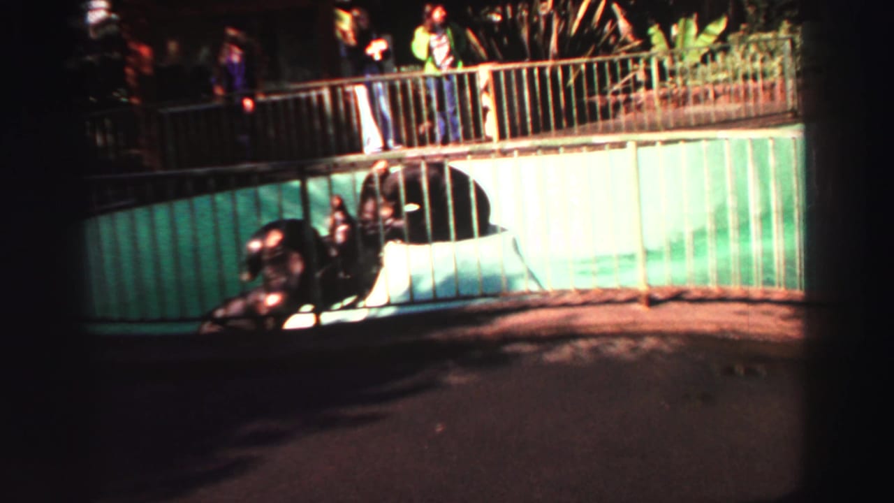 Visitors at a Lake Tahoe animal attraction watch sea lions from behind a railing in a 1969 8mm home-movie frame.