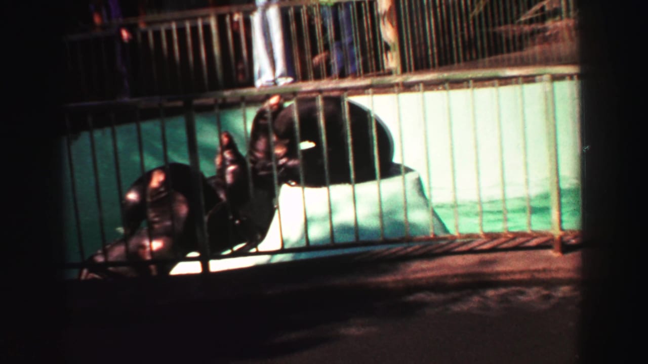 Sea lions resting on a white platform behind metal railings at an outdoor pool.