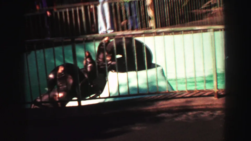 1969 Lake Tahoe animal-park view of dark-furred sea lions lounging behind railings beside a green-tinted pool.