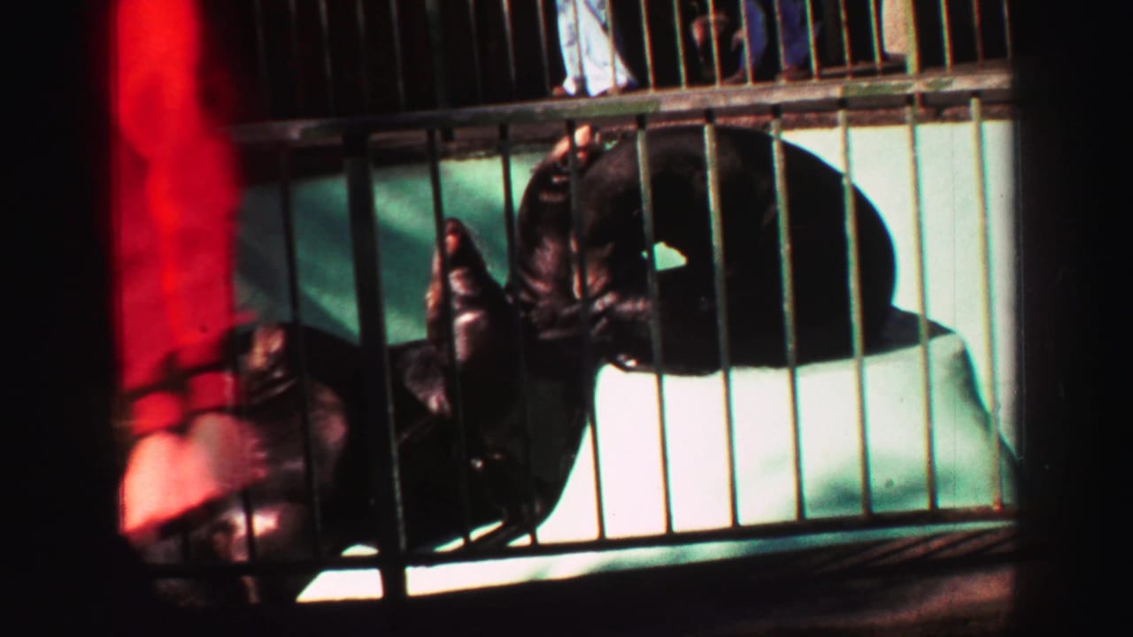 Sea lions clustered on a platform behind railings as a visitor passes in front.