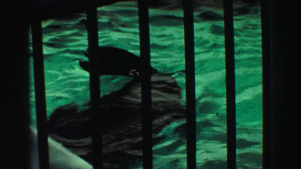 A sea lion swims through green-tinted pool water behind enclosure railings in the 1969 Lake Tahoe animal-park footage.