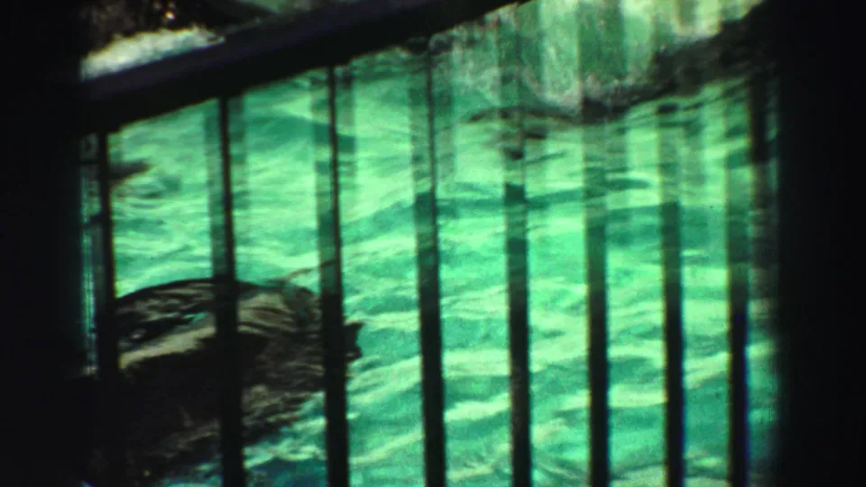 The sea lion swims near the pool edge, with vertical bars and bright green water dominating the Lake Tahoe animal-park frame.