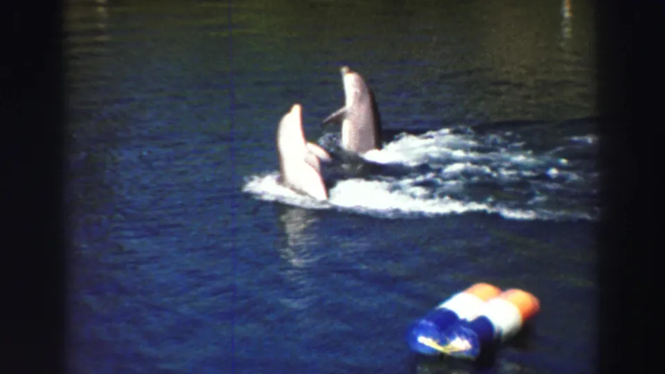 1969 Lake Tahoe frame with two dolphins leaping in synchronized motion, white wake behind them, and a striped buoy in front.