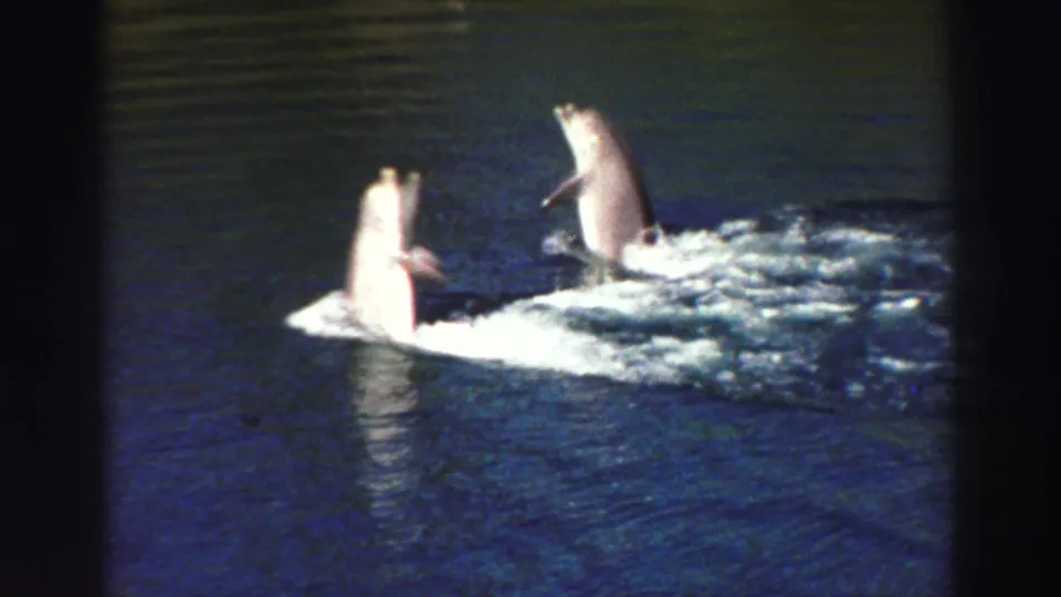 Lake Tahoe dolphin-show frame from 1969, with two dolphins upright in the water and a foamy trail across the lake surface.