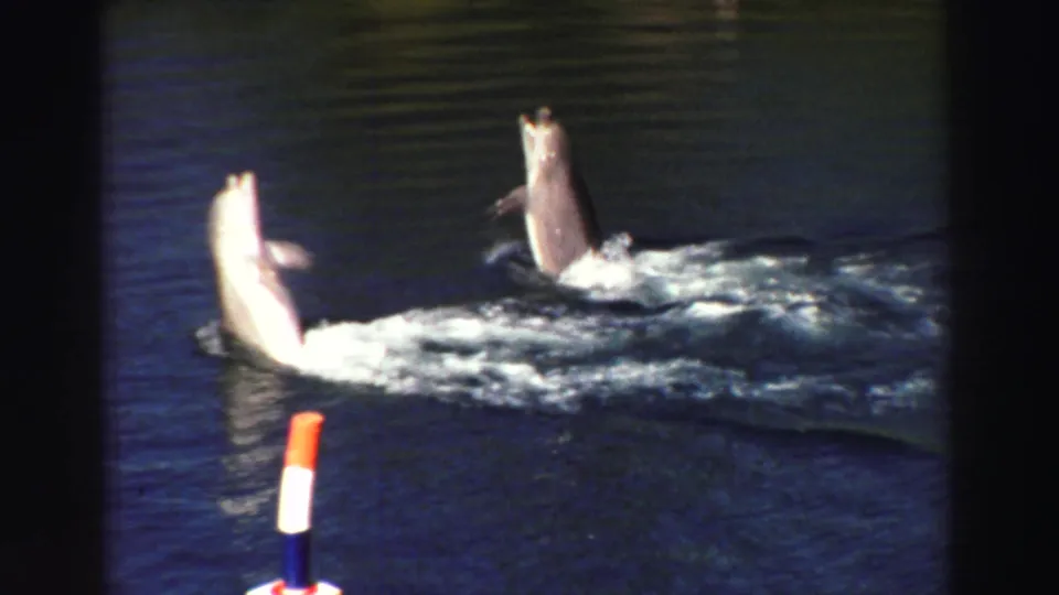 1969 Lake Tahoe home-movie still showing two dolphins leaping through a bright patch of spray, with a buoy cropped at the bottom.