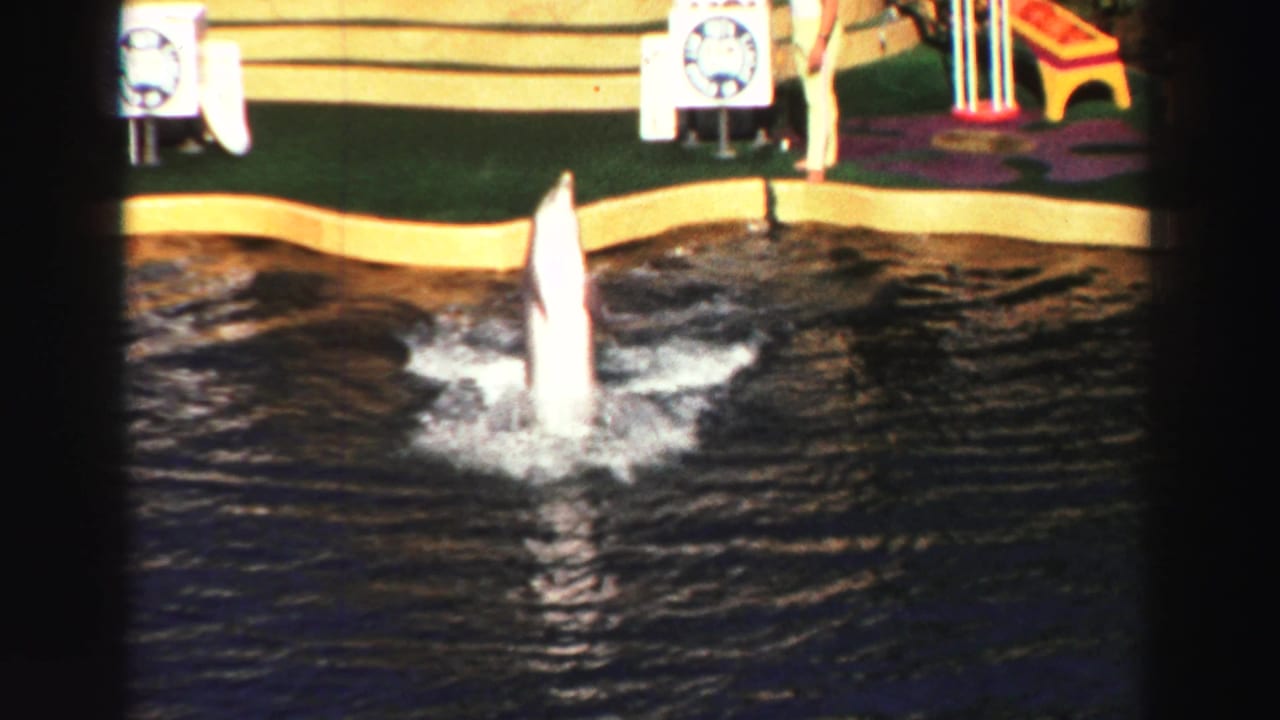 Two dolphins rise vertically from a dark pool beside a yellow-edged deck.