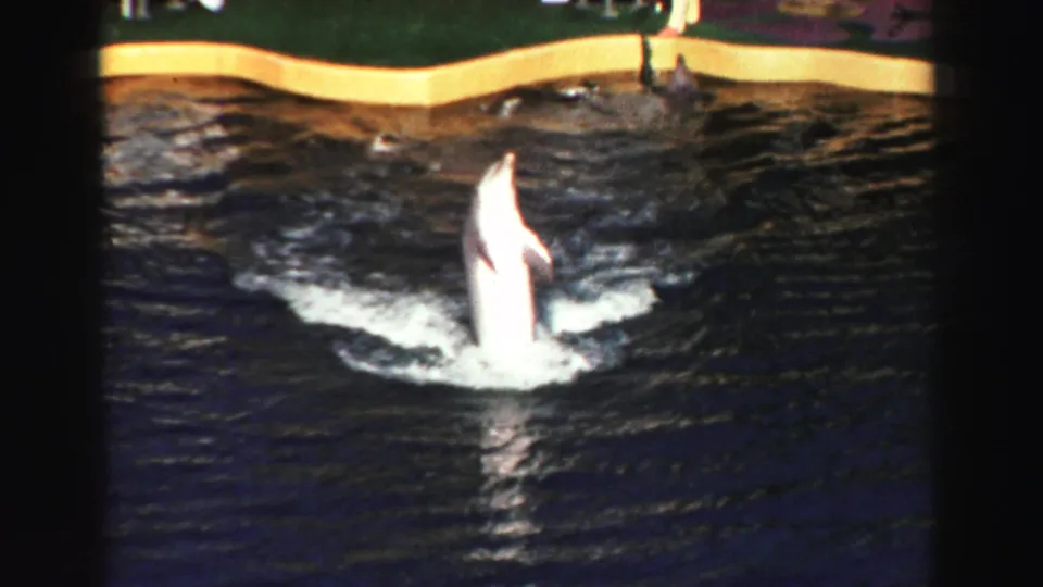 1969 Lake Tahoe frame with a dolphin upright in churning pool water near a yellow-edged performance area.