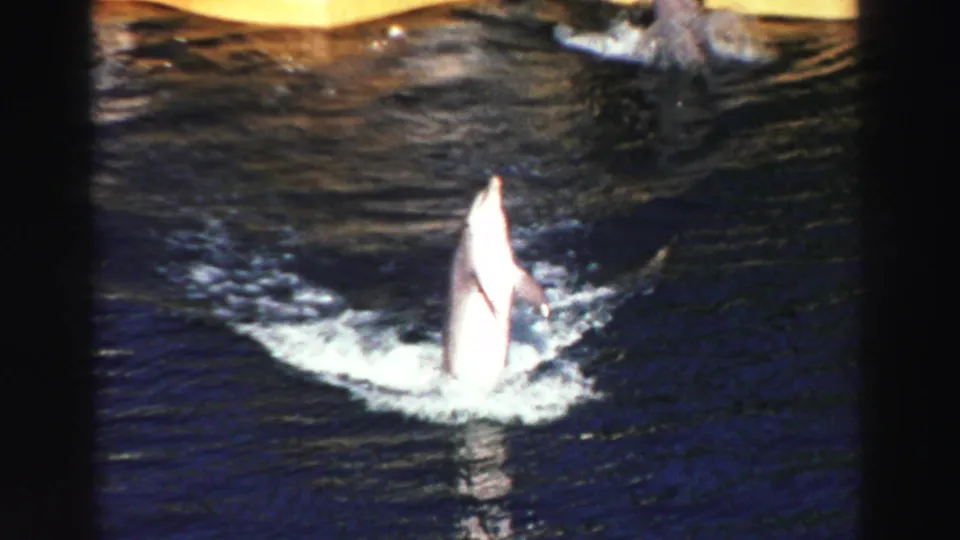 1969 Lake Tahoe 8mm frame showing one dolphin upright in the foreground and another surfacing in the performance pool.