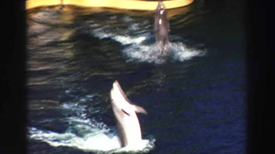 1969 Lake Tahoe 8mm frame with two dolphins in a pool, one vertical near the back and one rising in the foreground.