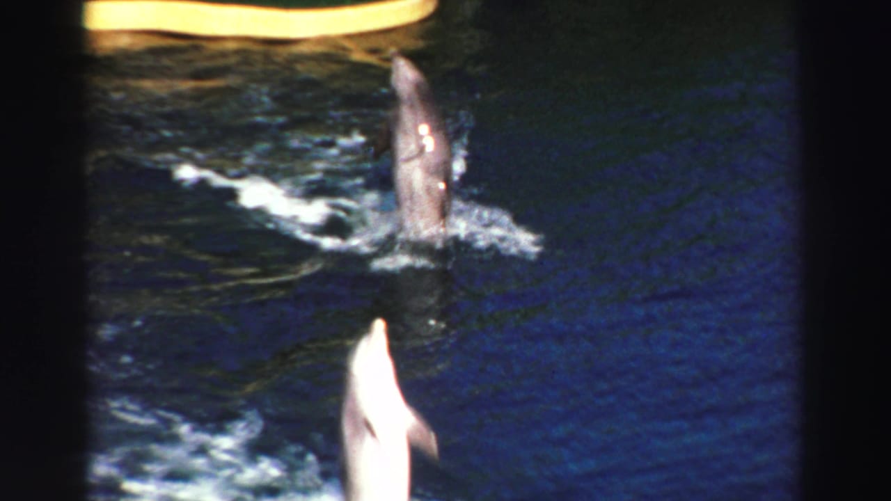 Two dolphins rise from dark blue water with splashes during a show.
