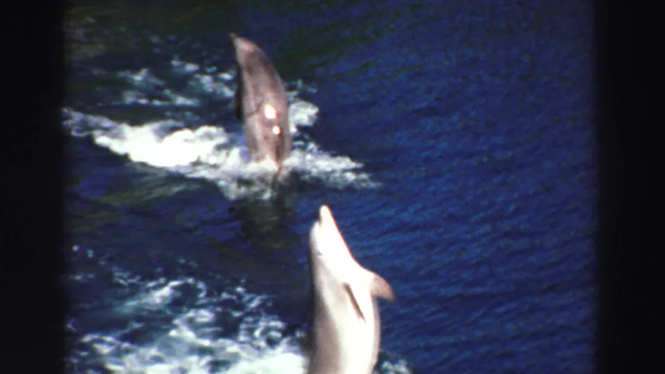 Two dolphins perform separate vertical jumps in a Lake Tahoe aquatic show, seen from a handheld 8mm camera.