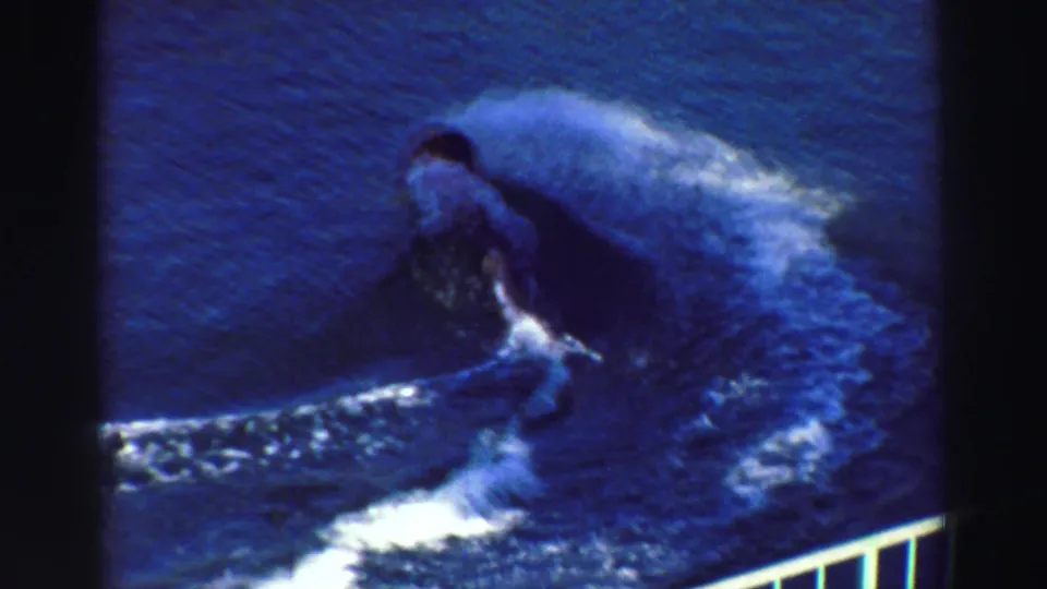 A dolphin curves through the show pool with a wake and railing visible in 1969 Lake Tahoe 8mm footage.