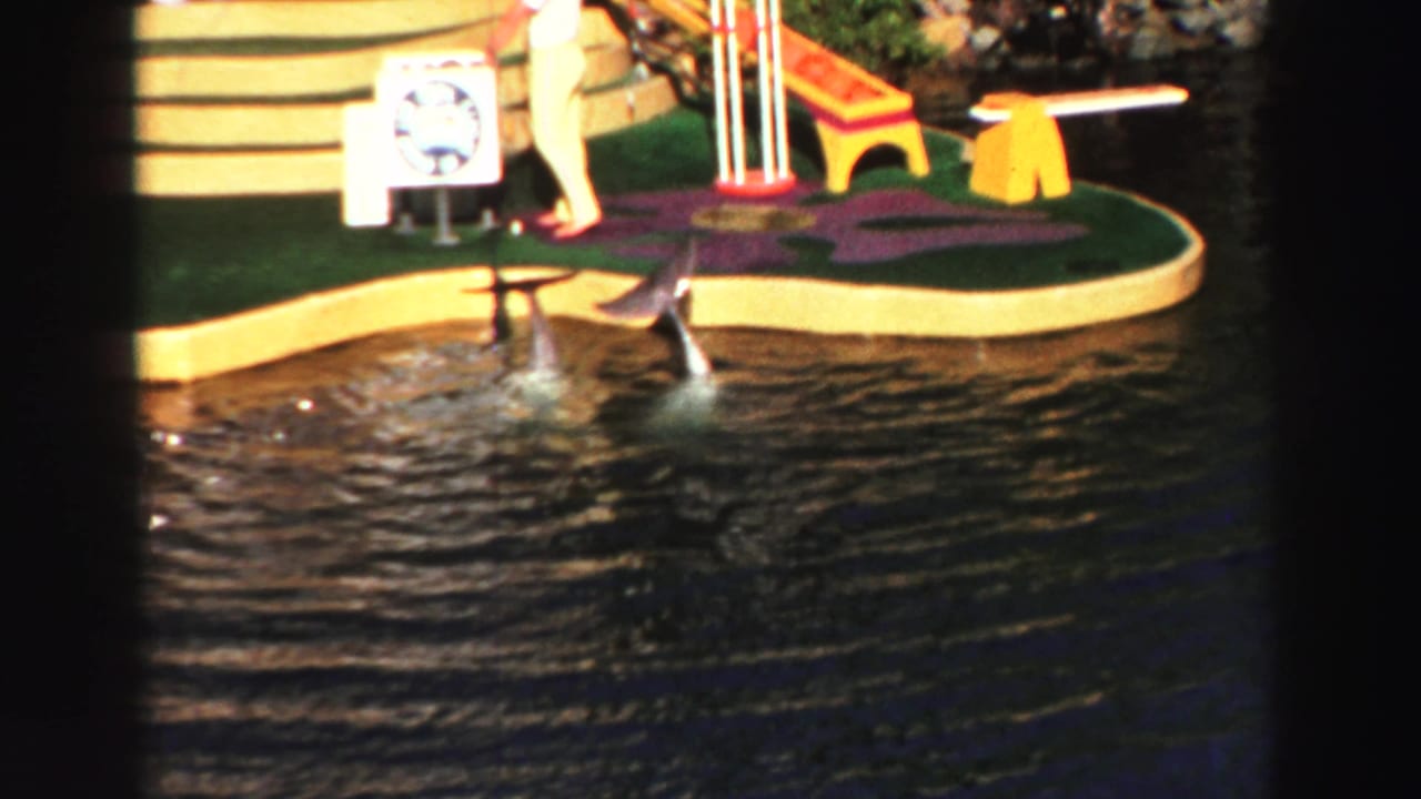 Dolphin near a platform edge with a trainer and show props above dark pool water.