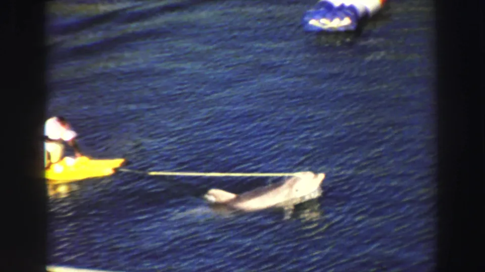 1969 Lake Tahoe frame showing a rider on a yellow board being towed by a pale dolphin-like animal across deep blue water.