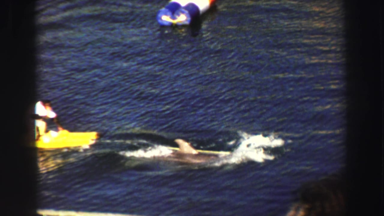Man on a yellow floating board near a dolphin in deep blue water, with spectators partly visible.