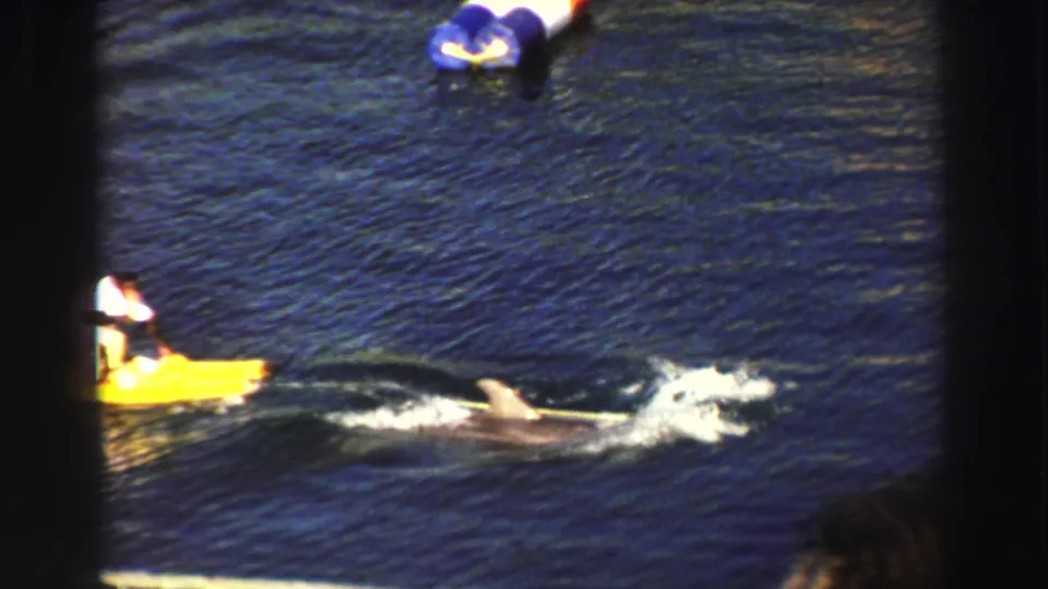 1969 Lake Tahoe 8mm frame showing a man on a yellow floating board as a dolphin swims alongside, filmed from a spectator viewpoint.