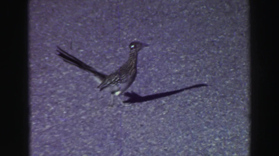 1969 8mm frame showing a roadrunner on a paved surface, with crest, long tail, dark shadow, and purple-blue color cast.