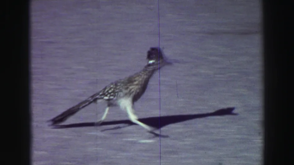 1969 Lake Tahoe-area 8mm frame of a roadrunner running across pavement, with a long tail, low shadow, and blue-purple film cast.