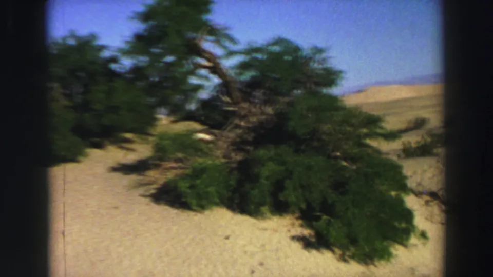 Close 8mm view of a dense green shrub rooted in tan sand, with pale dunes and blue sky behind it.