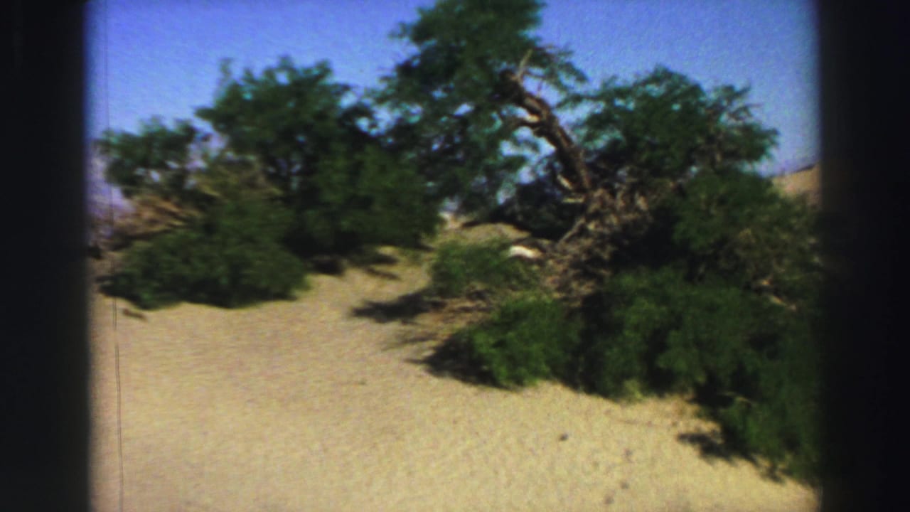 Sandy slope with green trees and shrubs beneath a clear blue sky.