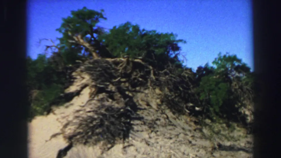 Exposed roots and wind-shaped trees line a sandy Lake Tahoe slope in the final 8mm frame.