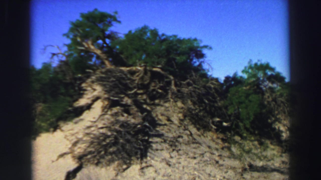 Fallen tree with exposed roots on a sandy slope beneath blue sky.