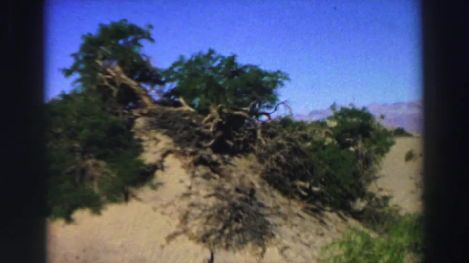 The zoom moves closer to the fallen tree, emphasizing tangled roots, green leaves, sandy soil, and faint ridges in the distance.