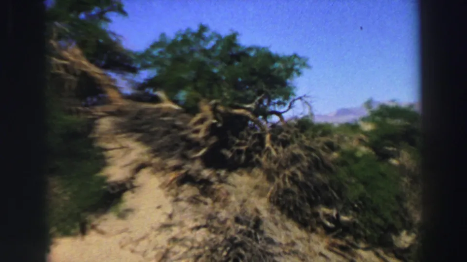 A handheld 8mm frame shows the camera nearing the fallen tree, with roots and branches filling more of the sandy Lake Tahoe scene.