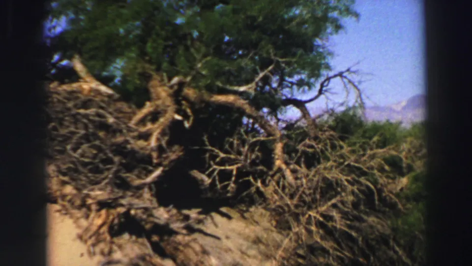 Final close view of the fallen tree's exposed roots and green canopy, with sandy ground and blue sky still visible around the edges.