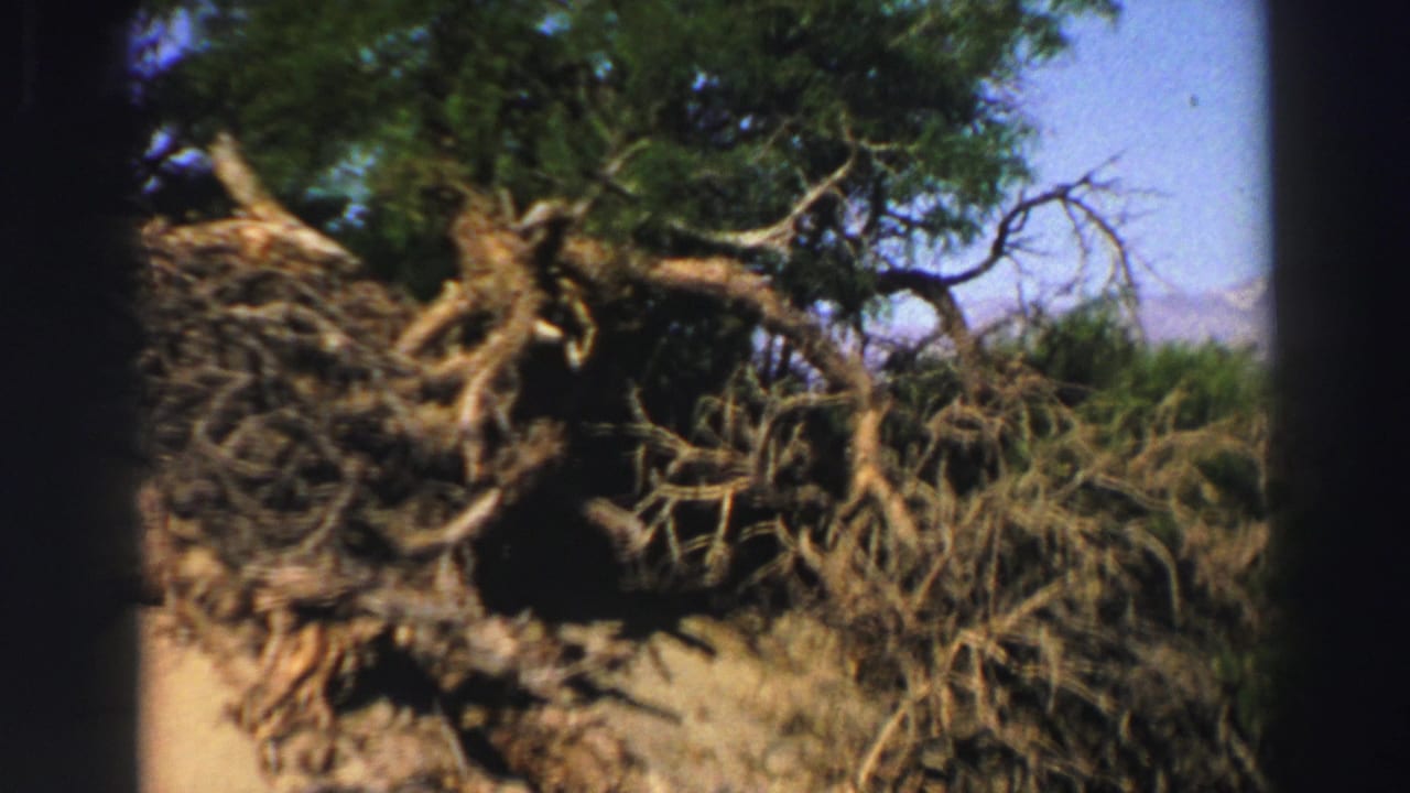 Fallen tree with exposed roots beside dry ground under a blue sky.