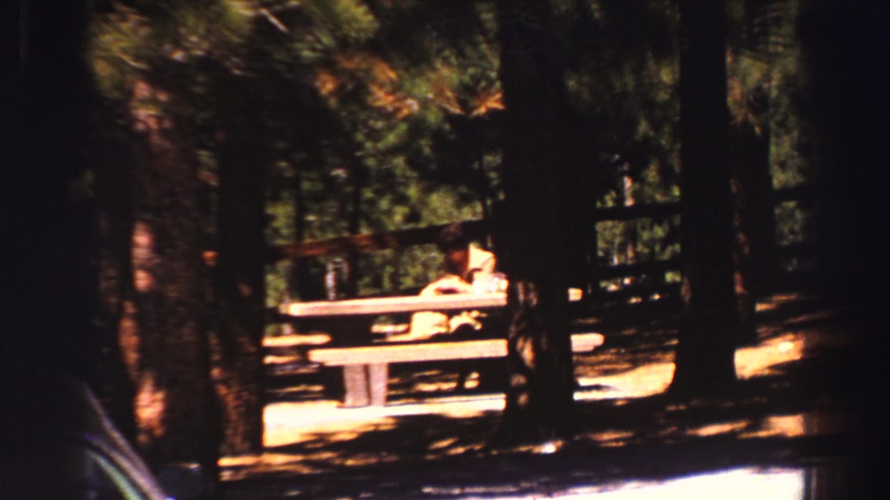 Two people sit at a picnic table among tall pine trees in a shaded park.