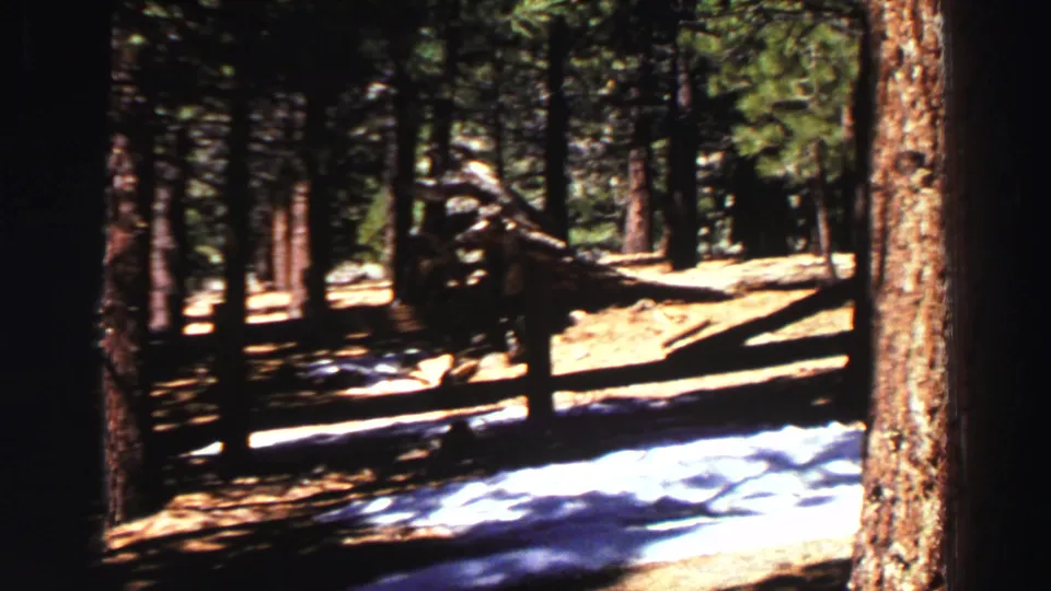 1969 Lake Tahoe forest view showing tall pines, patchy snow, dry ground, and a dark fallen tree form.