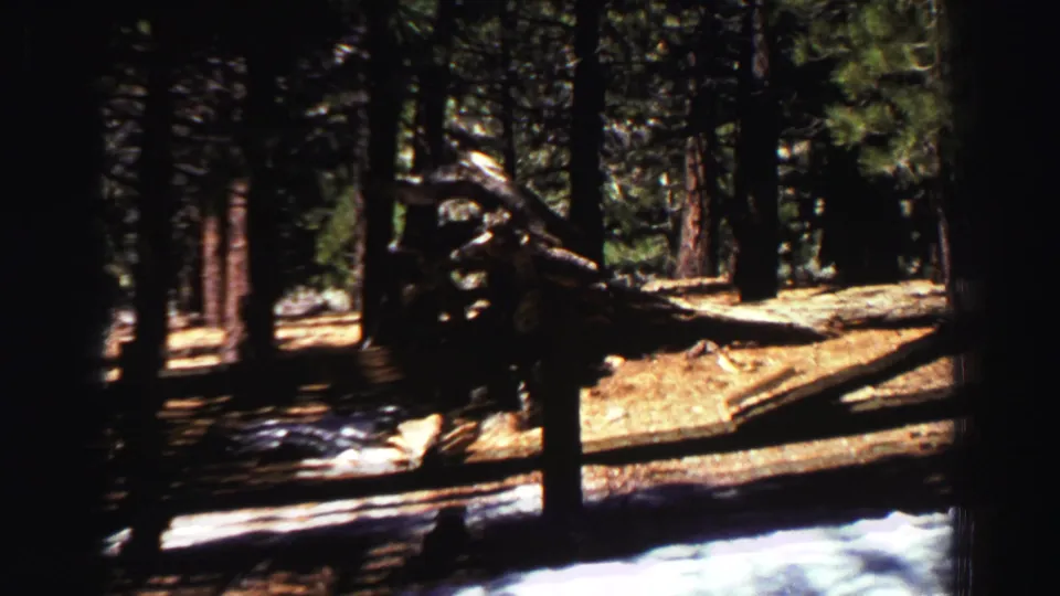 Lake Tahoe evergreen forest in 1969 home-movie footage, with snow patches, dark trunks, and sunlit ground.