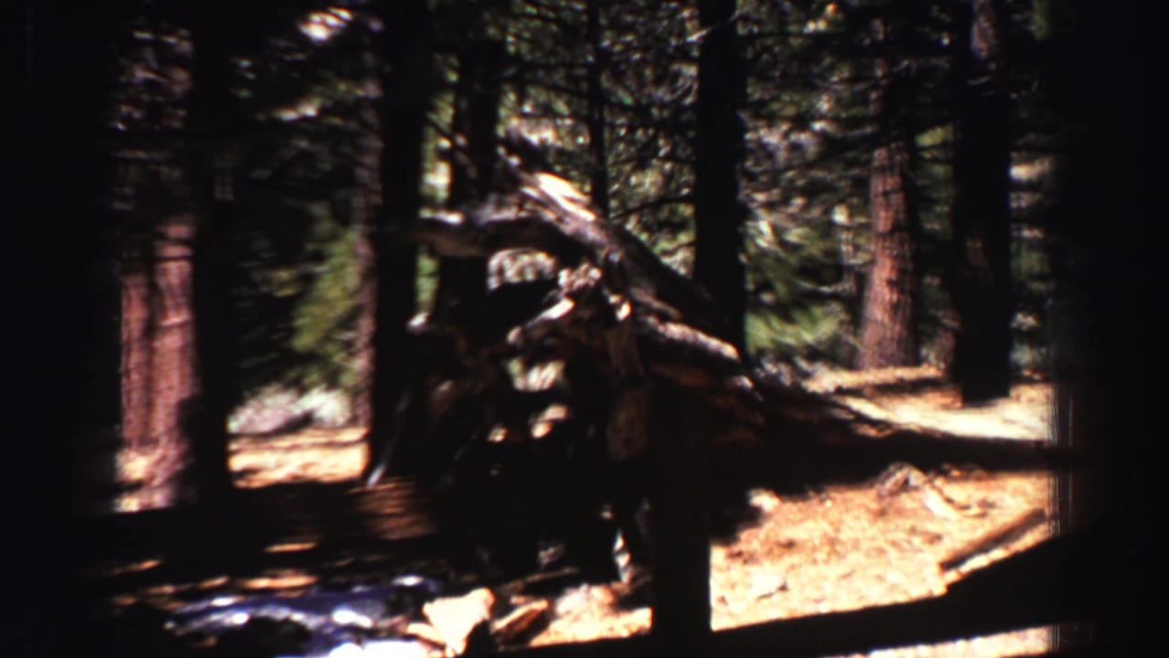 Tall pine forest with a large fallen log and sunlit ground.