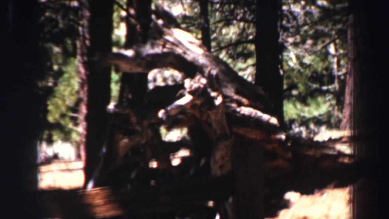 Closer view of fallen wood among pine trunks in bright forest light.