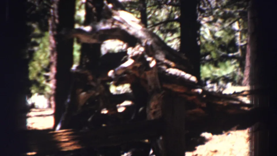 Soft 8mm view of a Lake Tahoe pine forest with a prominent fallen log, shaded trunks, and bright patches beyond.