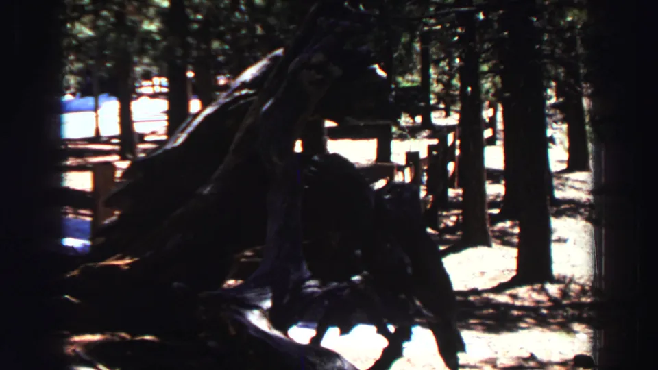 1969 Lake Tahoe frame with a shadowed foreground trunk, angular fallen branches, pines, and a bright clearing through the trees.