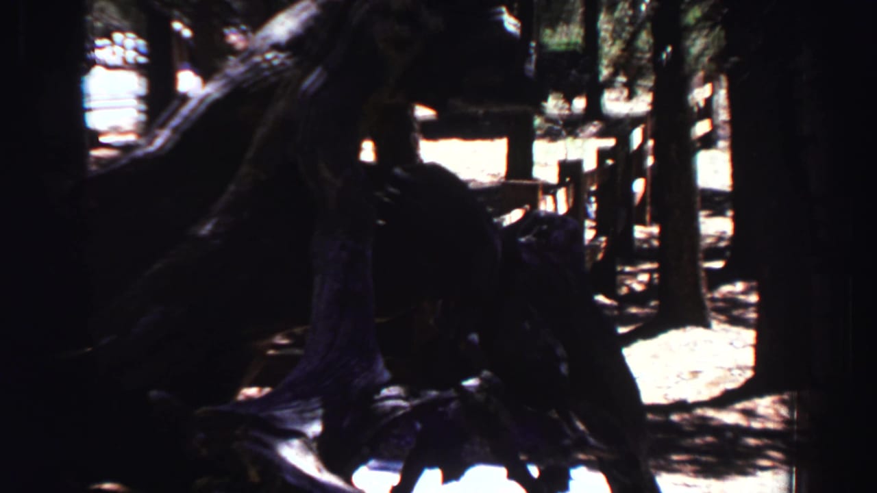 Dark fallen tree roots in a shaded forest with bright sunlit patches behind.