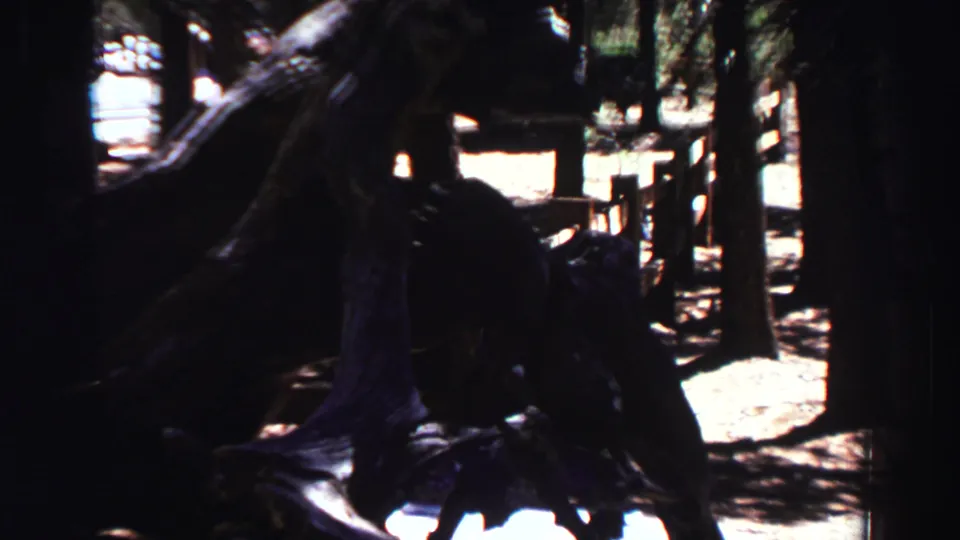 1969 Lake Tahoe 8mm frame showing a dark exposed root mass or fallen trunk in deep forest shade.