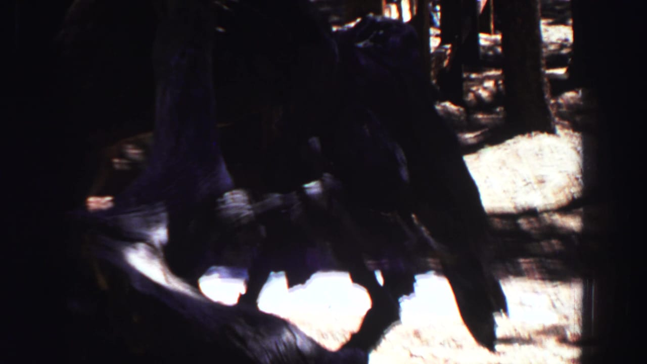 1969 Lake Tahoe home-movie frame with a zoomed, shadowed view of exposed roots or a turned-over trunk.