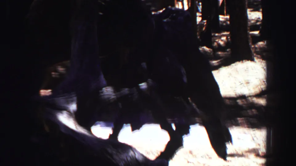 1969 Lake Tahoe home-movie frame with a zoomed, shadowed view of exposed roots or a turned-over trunk.