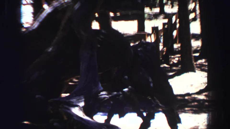 1969 Lake Tahoe 8mm frame showing the root mass from a slightly wider handheld angle in forest shade.