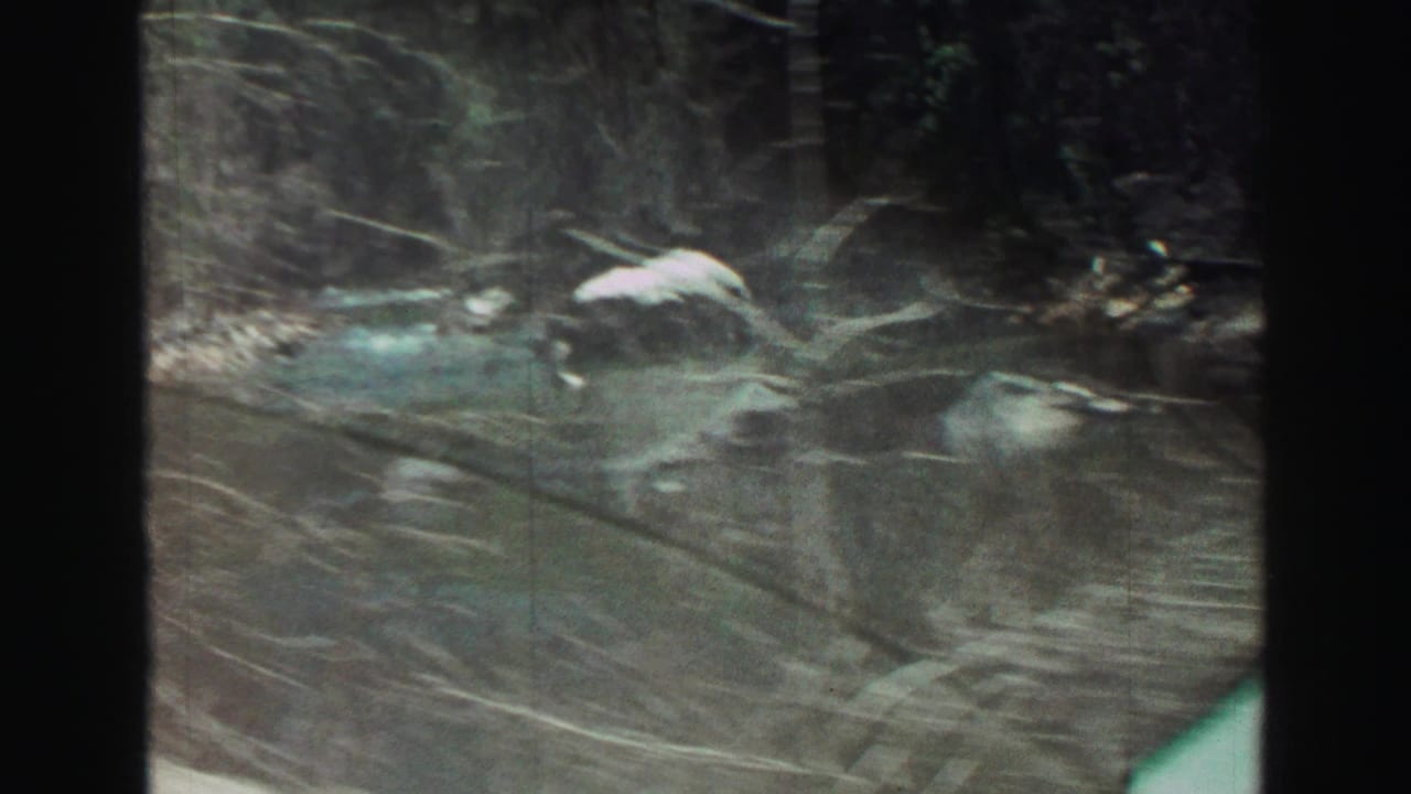 Soft, blurred view of a shallow forest stream with branches and rocks.